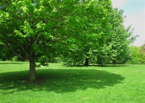 Shade Trees Pic Stock Photos Pictures And Royalty Free Images Istock