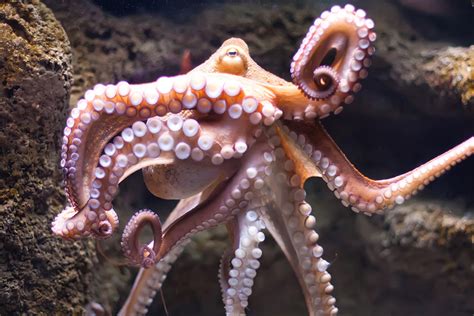 What's the best way to draw an octopus? Common Octopus - South Carolina Aquarium