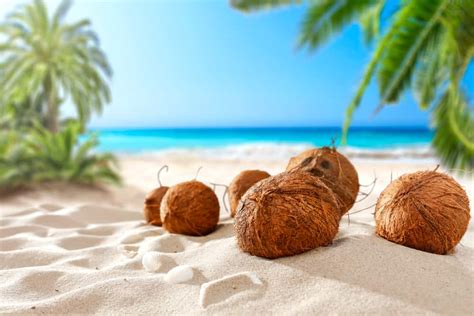 Coconut Trees The Island Beach Coconut Sea The Tropics Summer My Xxx