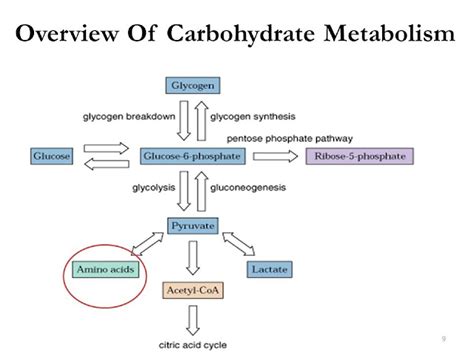 Metabolism Of Carbohydrates