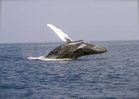 Hd Wallpaper Hump Back Whale Jumps Over Sea Breaching Ocean Mammal