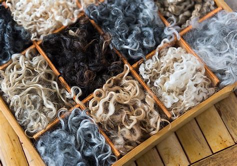 The Worlds Top Wool Producing Countries