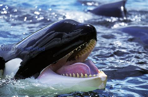 Killer Whale Head With Open Mouth Orcinus Orca Visuals Unlimited