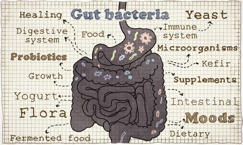 How To Optimize Your Gut Health Onnit Academy
