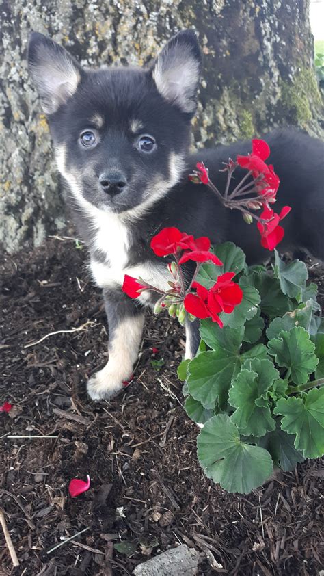 To learn more about each adoptable dog, click on the i icon for some fast facts or click on their name or photo. Puppies for Sale | Pomsky puppies, Puppies, Lancaster puppies