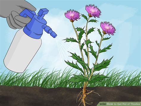 See full list on wikihow.com The Best Way to Get Rid of Thistles - wikiHow