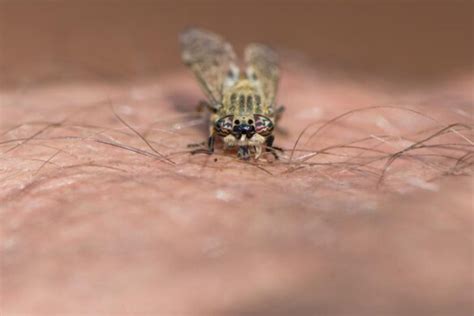 Yellow Flies Bites How To Kill And Repellants American Celiac