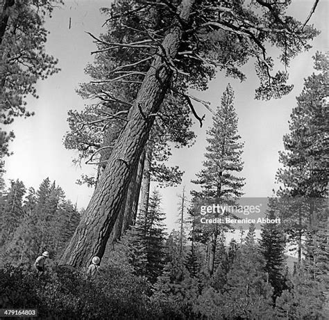 Falling Ponderosa Photos And Premium High Res Pictures Getty Images