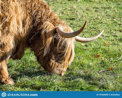 Scottish Highland Cattle On A Meadow Stock Photo Image Of Fattening
