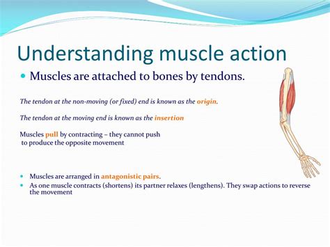 Ppt Muscles And Muscle Action Powerpoint Presentation Free Download