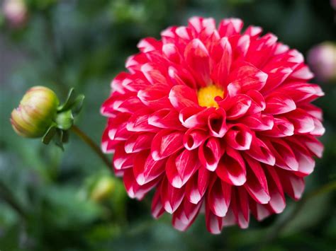 Guía Definitiva De Las Flores De Dalia Significado Y Simbolismo