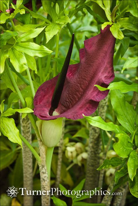 Plant Of The Month Voodoo Lily Turner Photographics