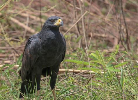 Great Black Hawk Introduction Neotropical Birds Online Black Hawk
