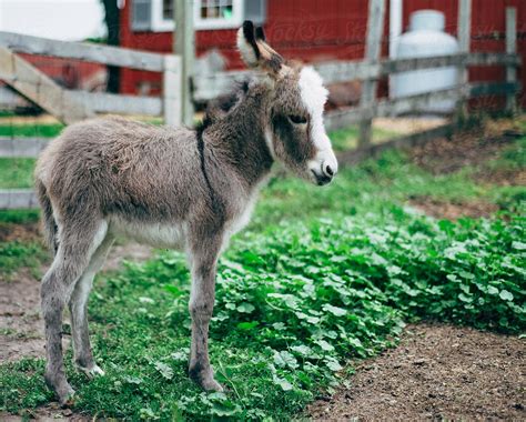Baby Donkey Stands In Farmyard By Stocksy Contributor Tara Romasanta