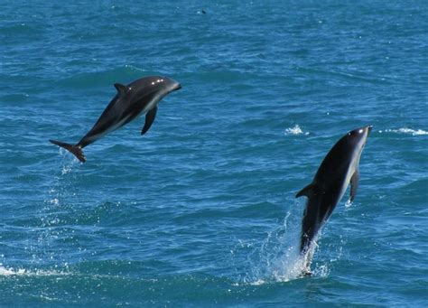 Dusky Dolphins In Kaikoura New Zealand Marine Life