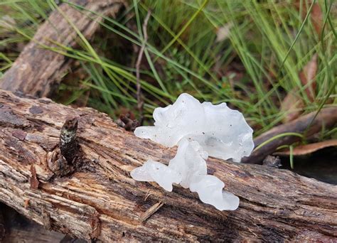 More fascinating fungi in our region: White Jelly Fungus, plus hear more about the Octopus ...