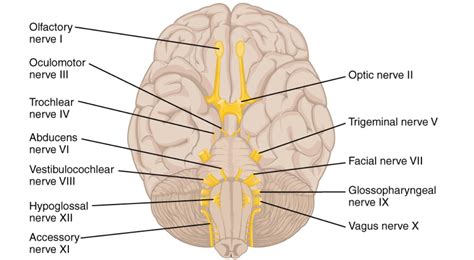 the 12 cranial nerves functions and mnemonic lecturio medical