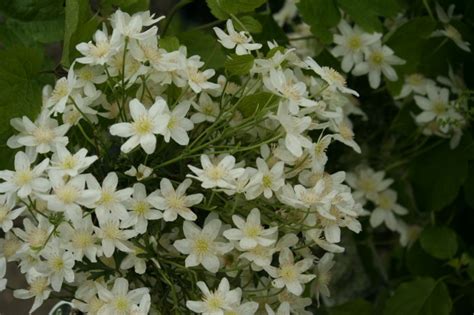 Maybe you would like to learn more about one of these? klimplanten voor groene muren