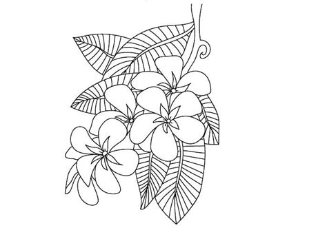 Gambar Sketsa Bunga Kamboja Bunga Cantik Dengan Beragam Warna