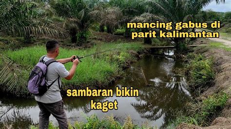 Mancing Ikan Gabus Di Parit Kecil Kalimantan Tengah Sambaran Bikin