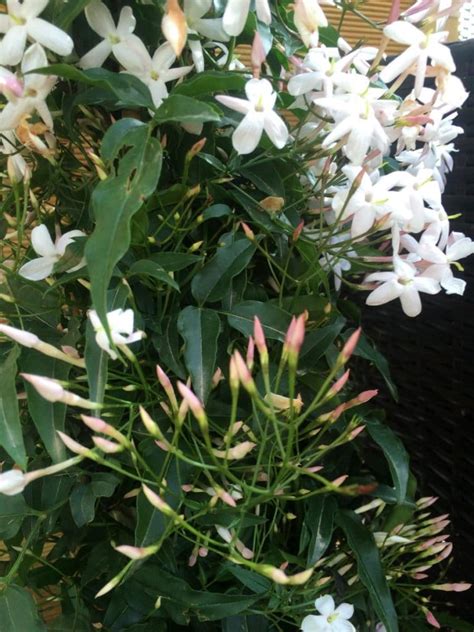 The jasmine is an evergreen flower bush plant. How to Grow Jasmine Indoors - Smart Garden Guide