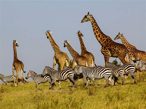 Best Of Kenya And Tanzania Safari Africa
