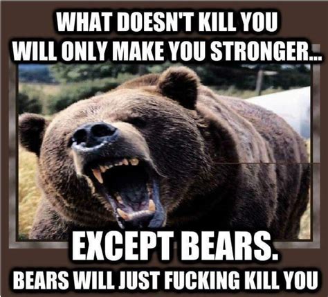 Pin By Bernard Jones On Funny Shit Bear Bear Pictures Bear Jokes