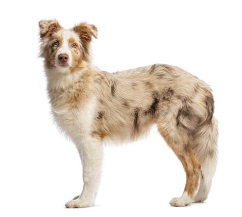 Side View Of A Australian Shepherd 5 Months Old Standing And Looking