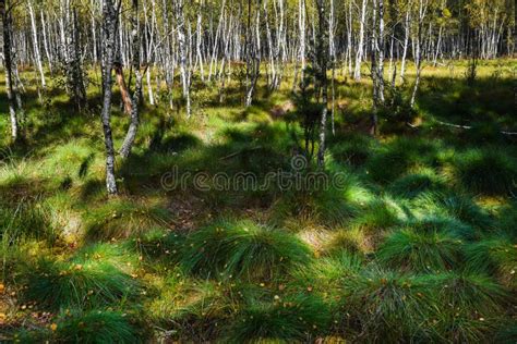 Birch Forest In Europe Stock Photo Image Of Nature 73825896