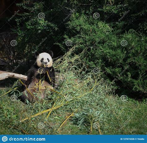 Giant Panda Eating Bamboo Summer 2019 Stock Photo Image Of Beautiful