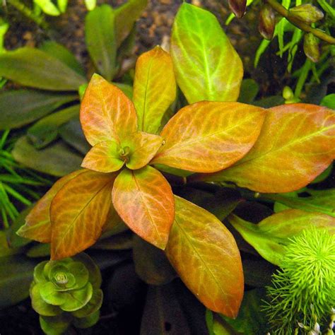 Buy Ludwigia Ovalis Online At Best Price In Kerala From Geturpet Com