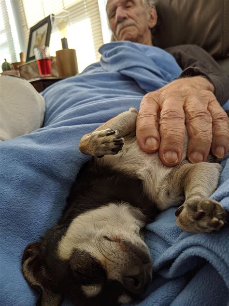 Sleeping With Grandpa In Support Of Independence R Chihuahua