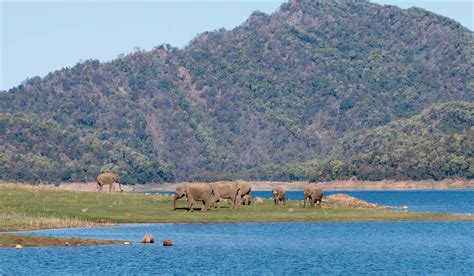 20 Enchanting National Parks In India You Must Visit Wildlife In India