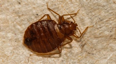 What Do Carpet Beetles Bites Look Like Carpet Vidalondon