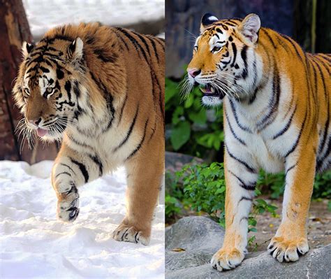 Tigers Have Just Been Confirmed As 6 Separate Subspecies Heres Why