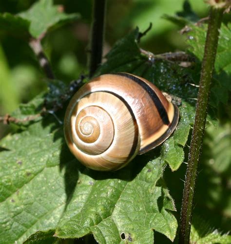 Caragol llistat de bosc (ca); Brown-lipped Snail - Cepaea nemoralis | NatureSpot