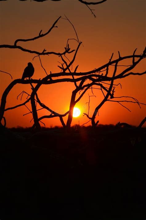Beautiful Sunset In Namibia Africa Stock Photo Image Of Africa