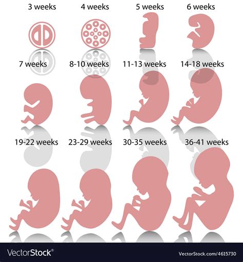 Pregnancy Stages Royalty Free Vector Image Vectorstock