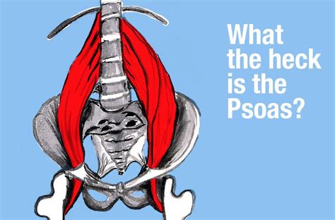 The Psoas Major Muscle Pronounced So As Is Often Referred To As The