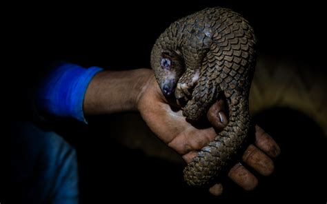 Undercover Investigator Records Shocking Footage Of Pangolin Poaching
