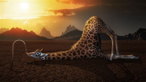 Animals Humor Digital Art Giraffes Drink Mountain Sunlight