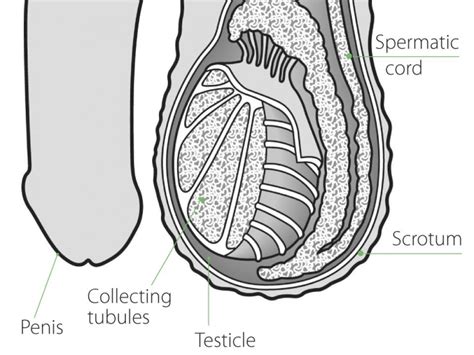 Testicular Cancer Irish Cancer Society