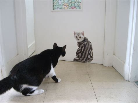We did not find results for: More Than 50 Cool Ideas for Cat Themed Room Design | DigsDigs