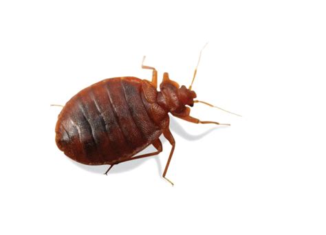 Bed Bugs Png Free Download Png Mart