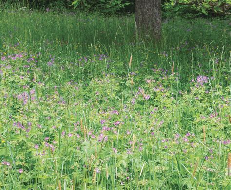 Meadowmat Wildflower Matting Harrowden Turf Esi External Works