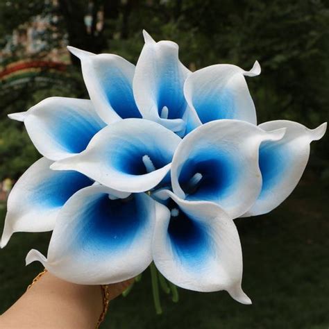 25 Of The Most Popular Blue Flowers