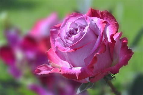 Rose Flowers Spring Nature Landscape Love Emotions For Beauty Wallpapers Hd Desktop