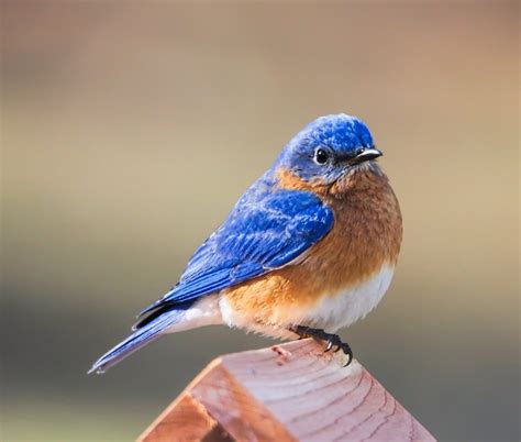 Today is Eastern Bluebird Day! - Meigs Point Nature Center