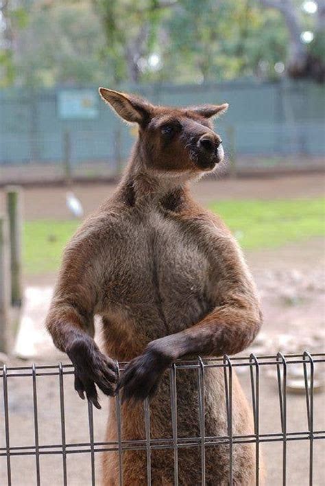And Next Time You See A Kangaroo Funny Animals Animals Kangaroo