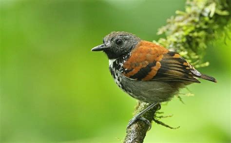 Spotted Antbird Introduction Neotropical Birds Online Birds